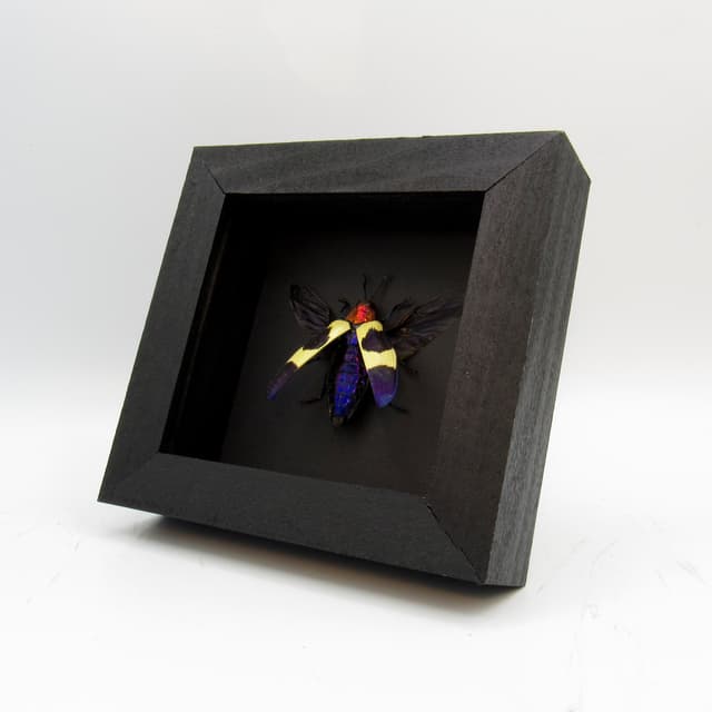 Real metallic purple beetle framed taxidermy - Chrysochroa buqueti rugicollis