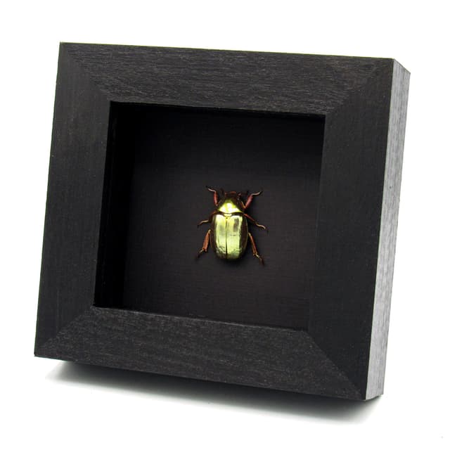 Rare gold metallic jewel beetle framed specimen - Chrysina stressani