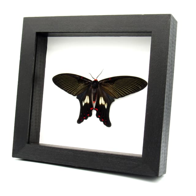 Rare moth framed taxidermy - Epicopeia polydora - Butterfly mimic - Victorian mount