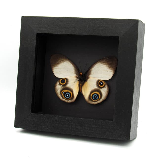 Rare Owl butterfly framed specimen - Taenaris dimona - female