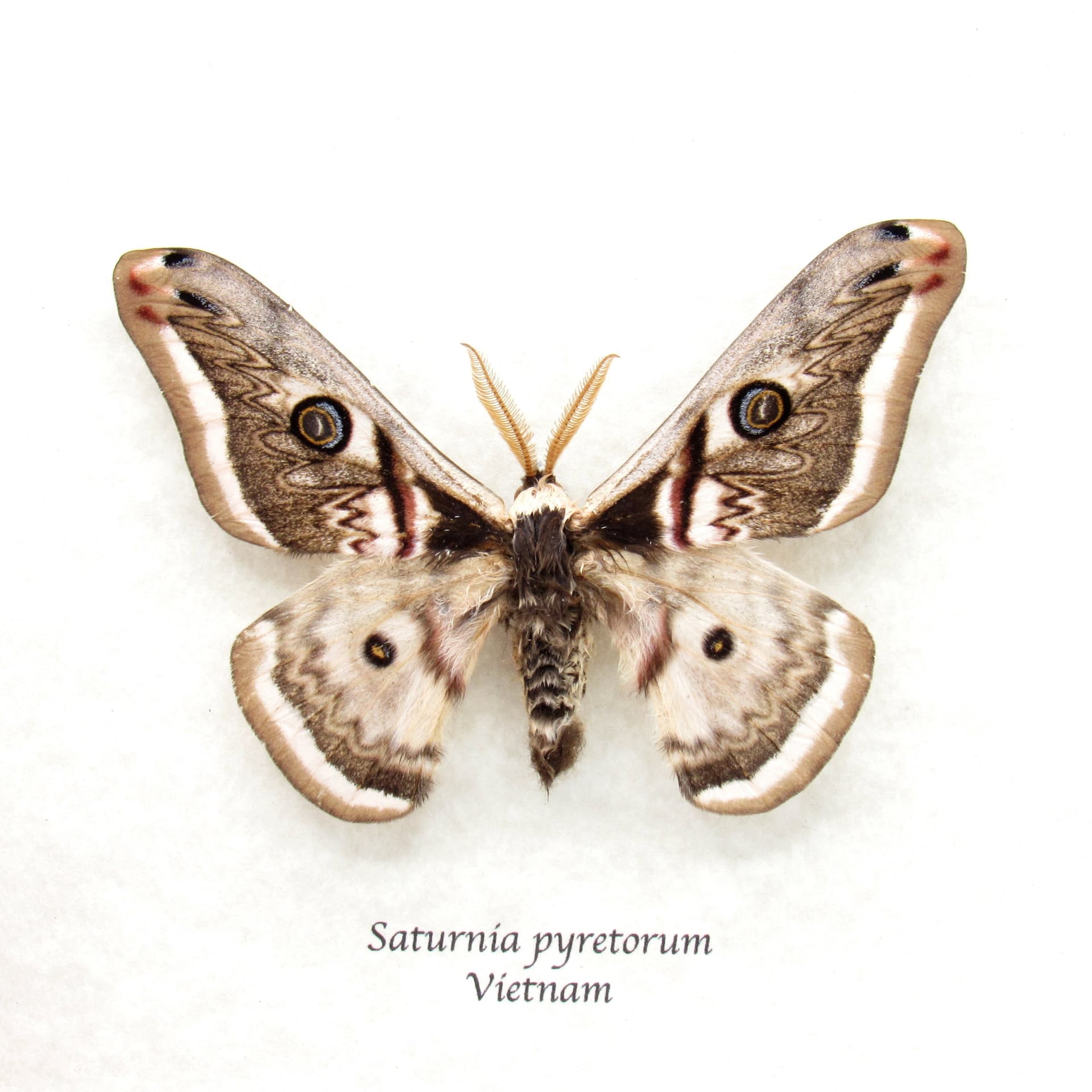 Rare white Saturn moth framed taxidermy - Saturnia pyretorum