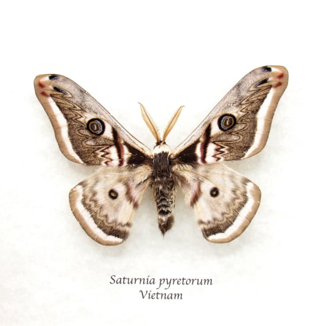 Rare white Saturn moth framed taxidermy - Saturnia pyretorum