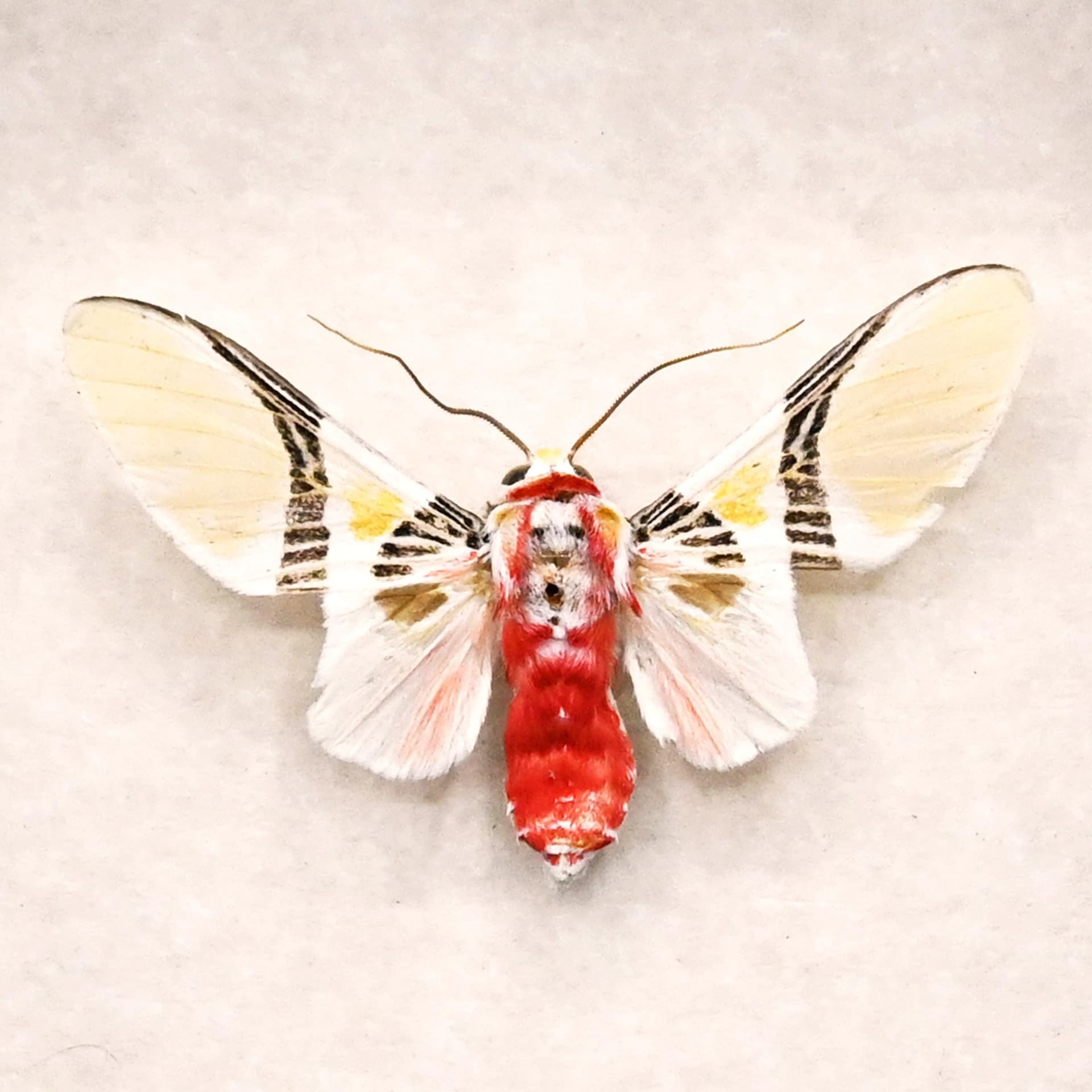 Rare Tiger Moth framed taxidermy - Idalus quadratus