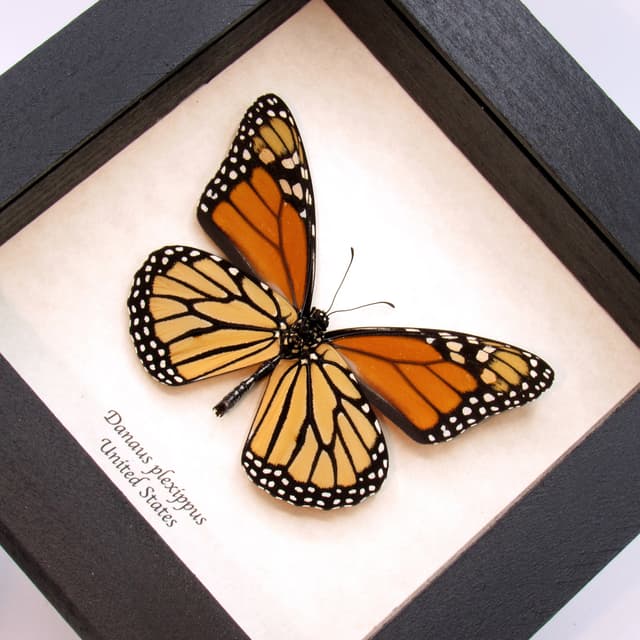 Real large Monarch framed butterfly taxidermy - Danaus plexippus