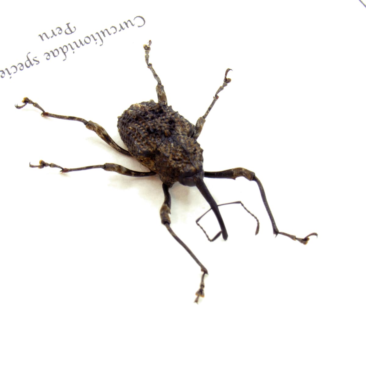 Weevil walked straight outta Hieronymus Bosch painting!