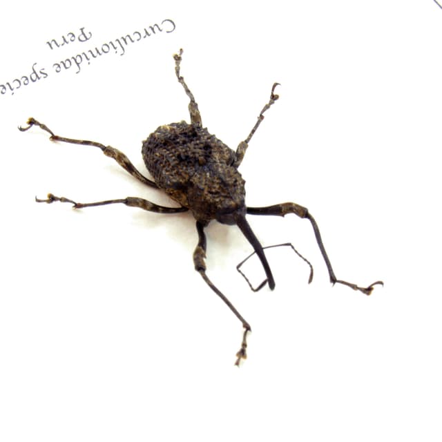 Weevil walked straight outta Hieronymus Bosch painting!