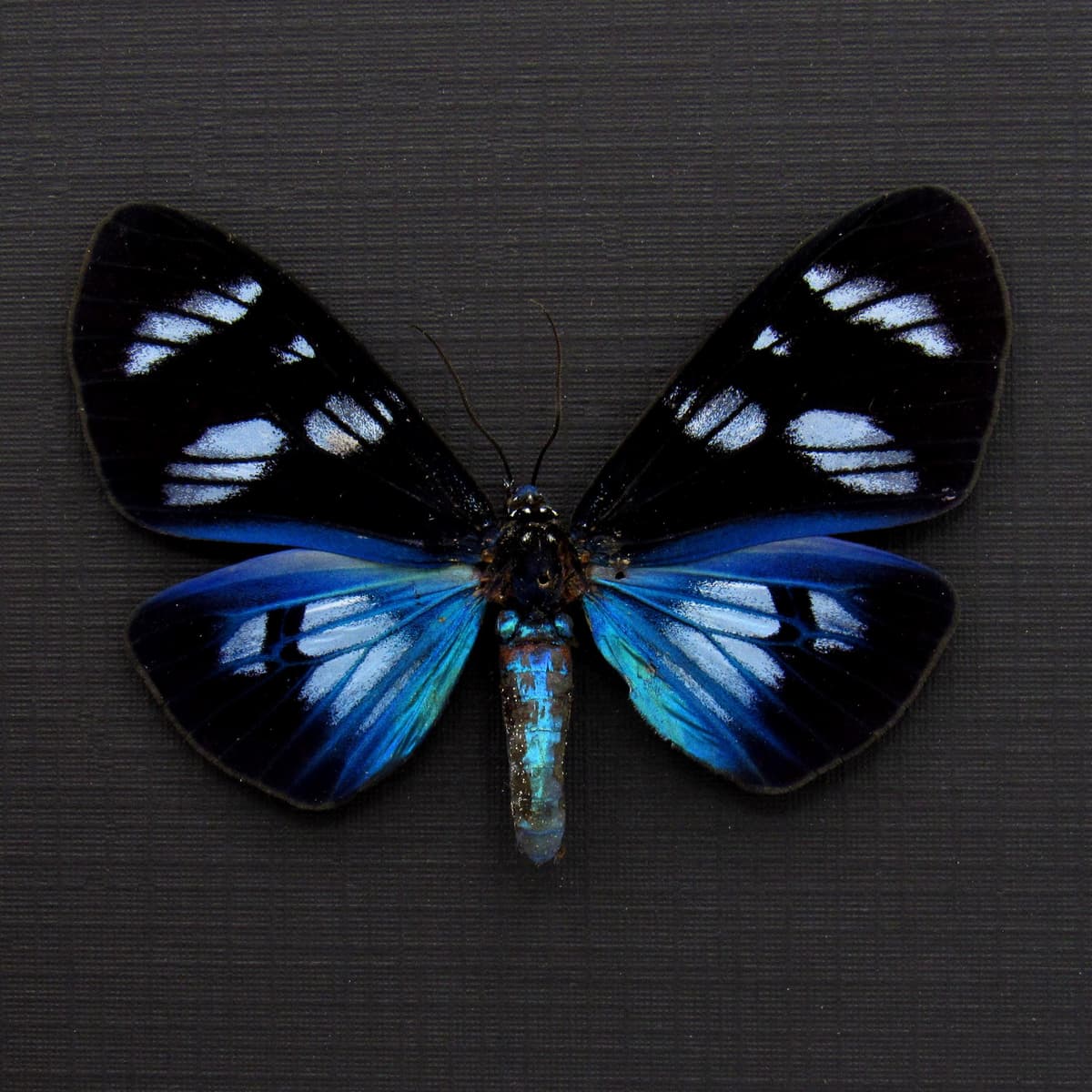 Real metallic framed taxidermy moth - Hypocrita plagifera