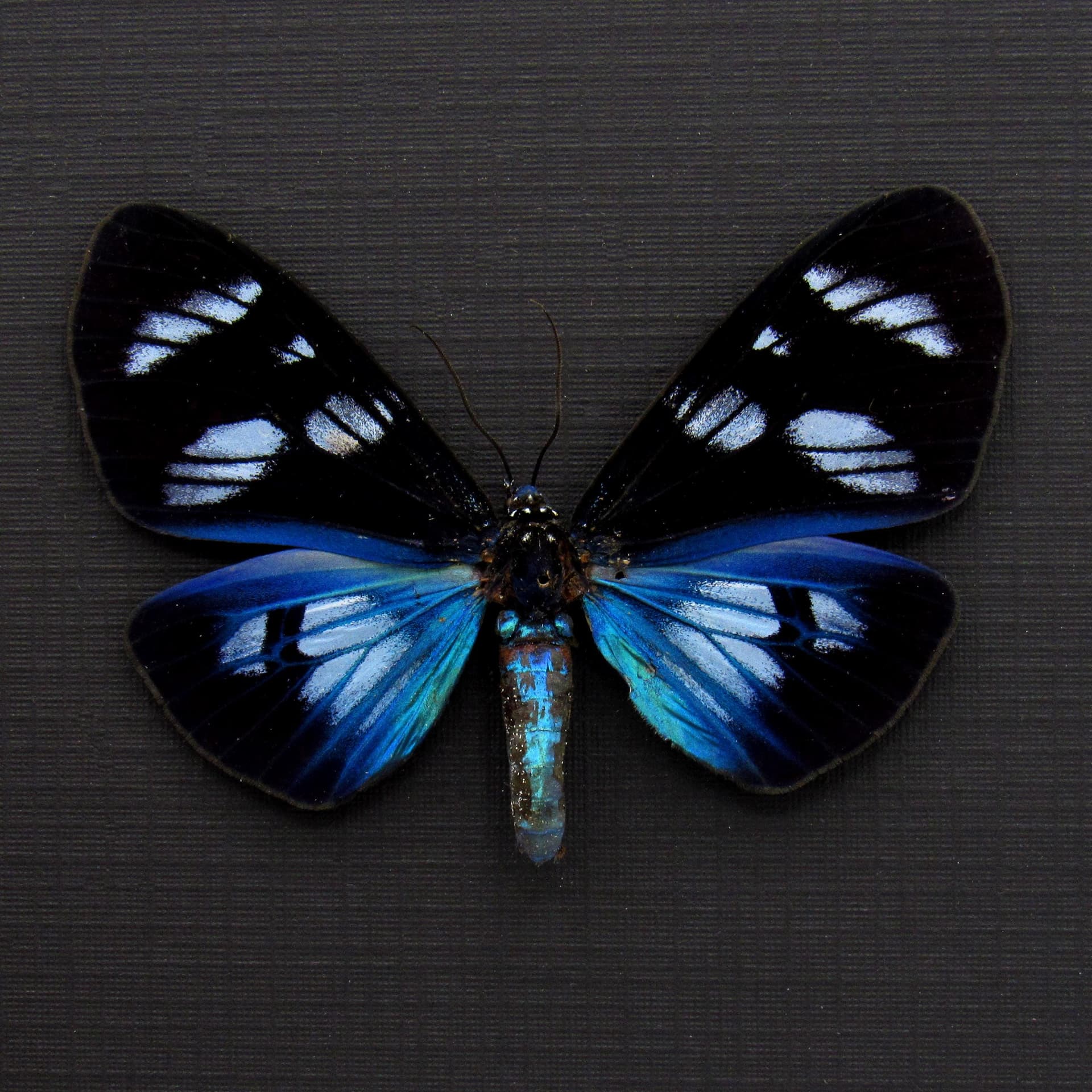 Real metallic framed taxidermy moth - Hypocrita plagifera