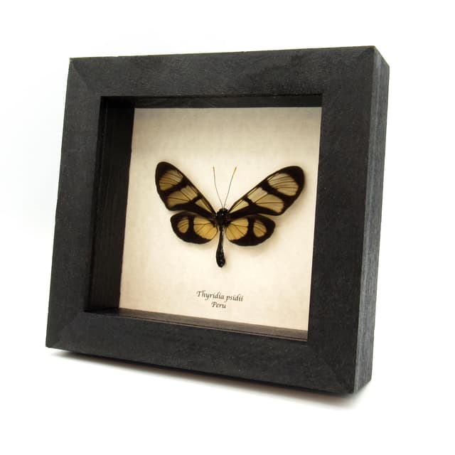 Real Clear Wing butterfly framed taxidermy - Thyridia psidii