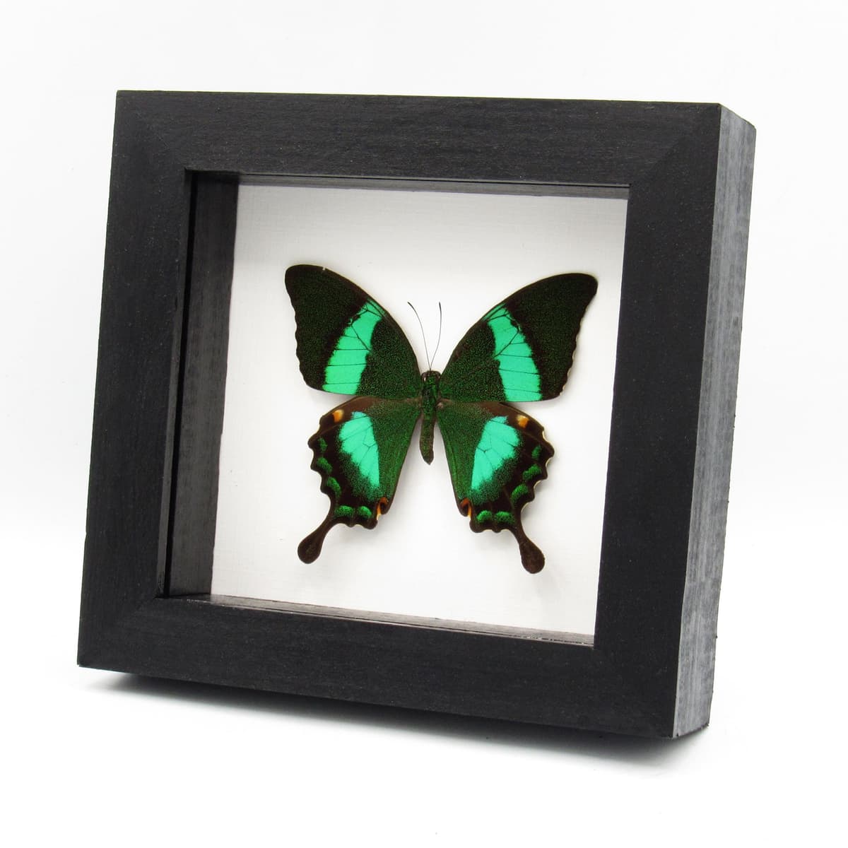 Real Emerald Swallowtail framed taxidermy - Papilio palinarus daedalus