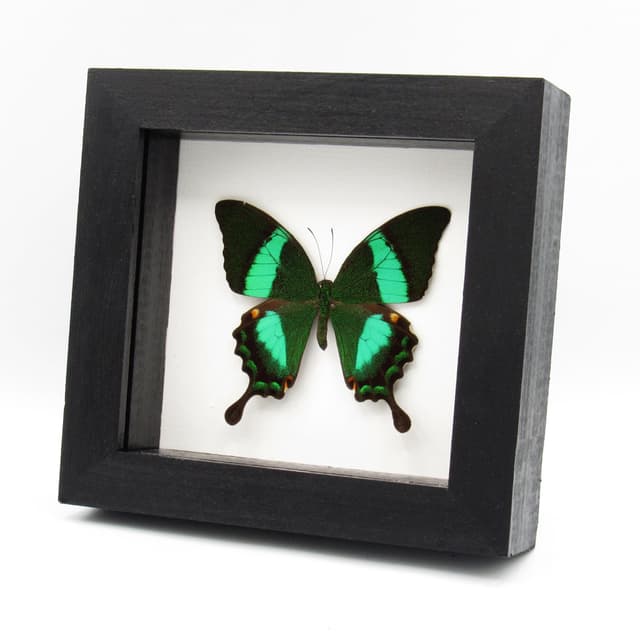 Real Emerald Swallowtail framed taxidermy - Papilio palinarus daedalus