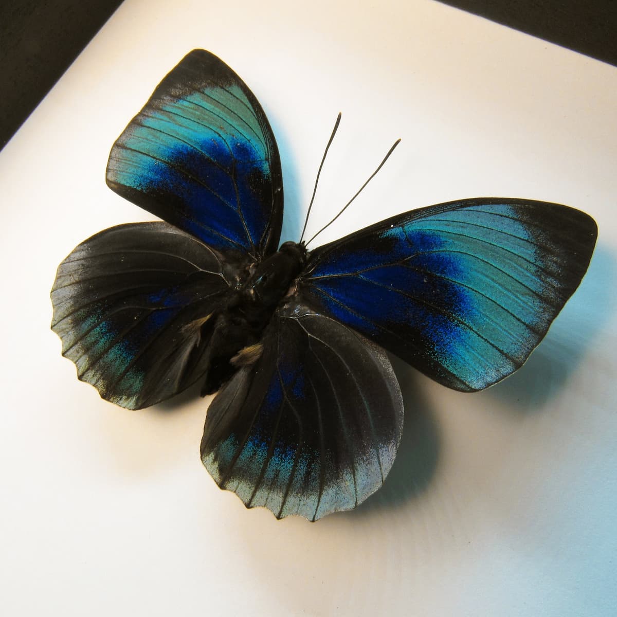 Rare iridescent butterfly framed taxidermy - Agrias beatifica beata