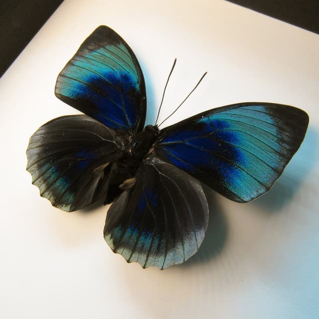 Rare iridescent butterfly framed taxidermy - Agrias beatifica beata