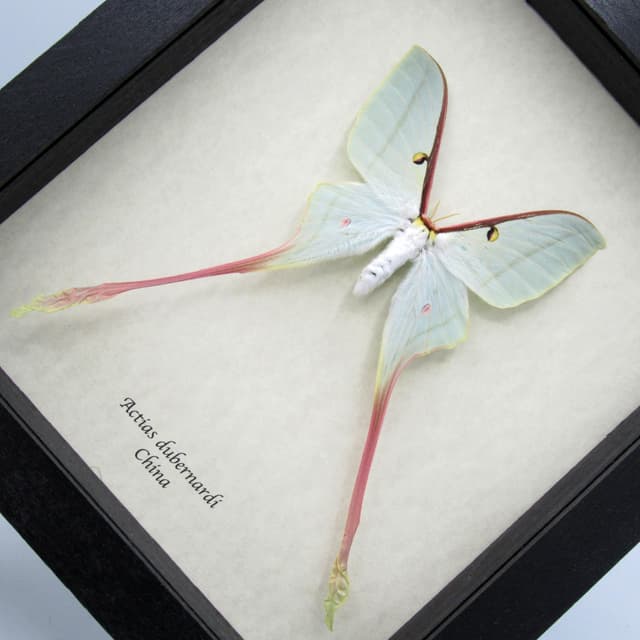 Rare XL Chinese Moon Moth framed - Actias dubernardi - female