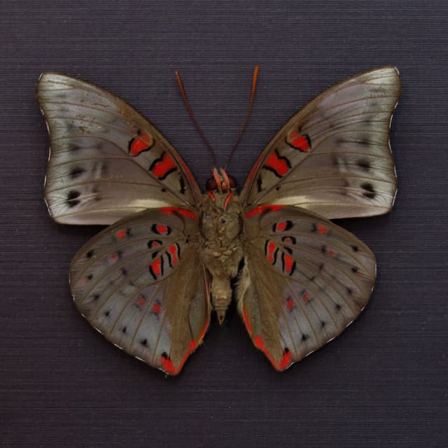 Real red butterfly framed taxidermy - Euthalia amanda
