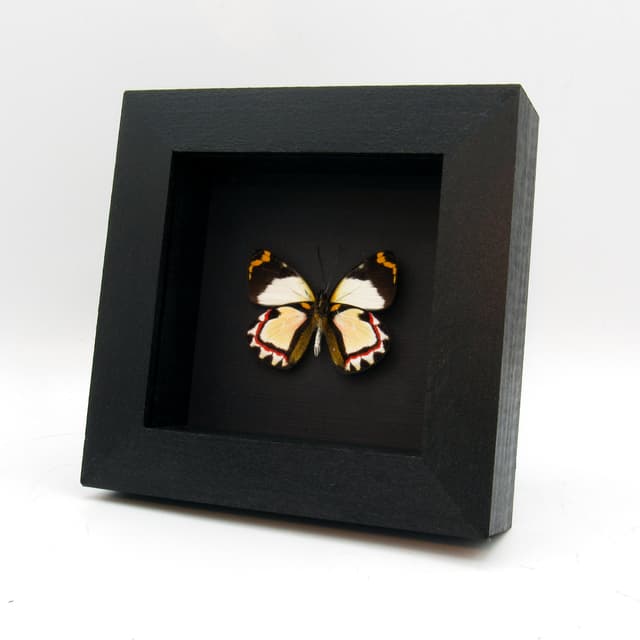Rare Delias butterfly framed taxidermy - Delias luctuosa