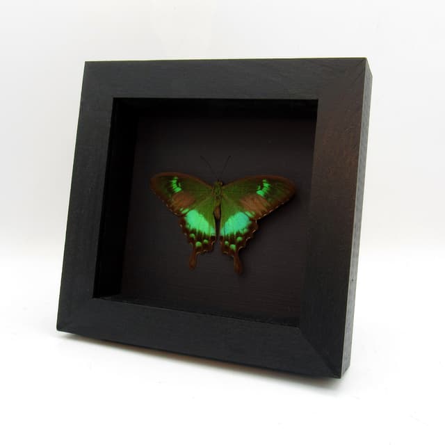 Rare green Swallowtail butterfly framed taxidermy - Papilio neumogeni - Victorian mount