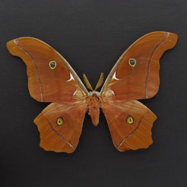 Very rare Giant Godman's Silkmoth framed taxidermy - Antheraea godmani - minor damage/repair