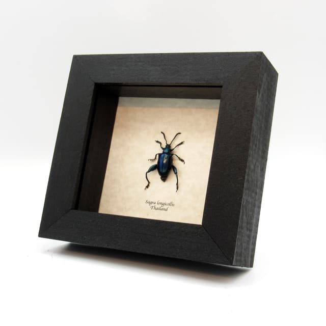 Real blue-green Frog Beetle framed taxidermy - Sagra longicollis