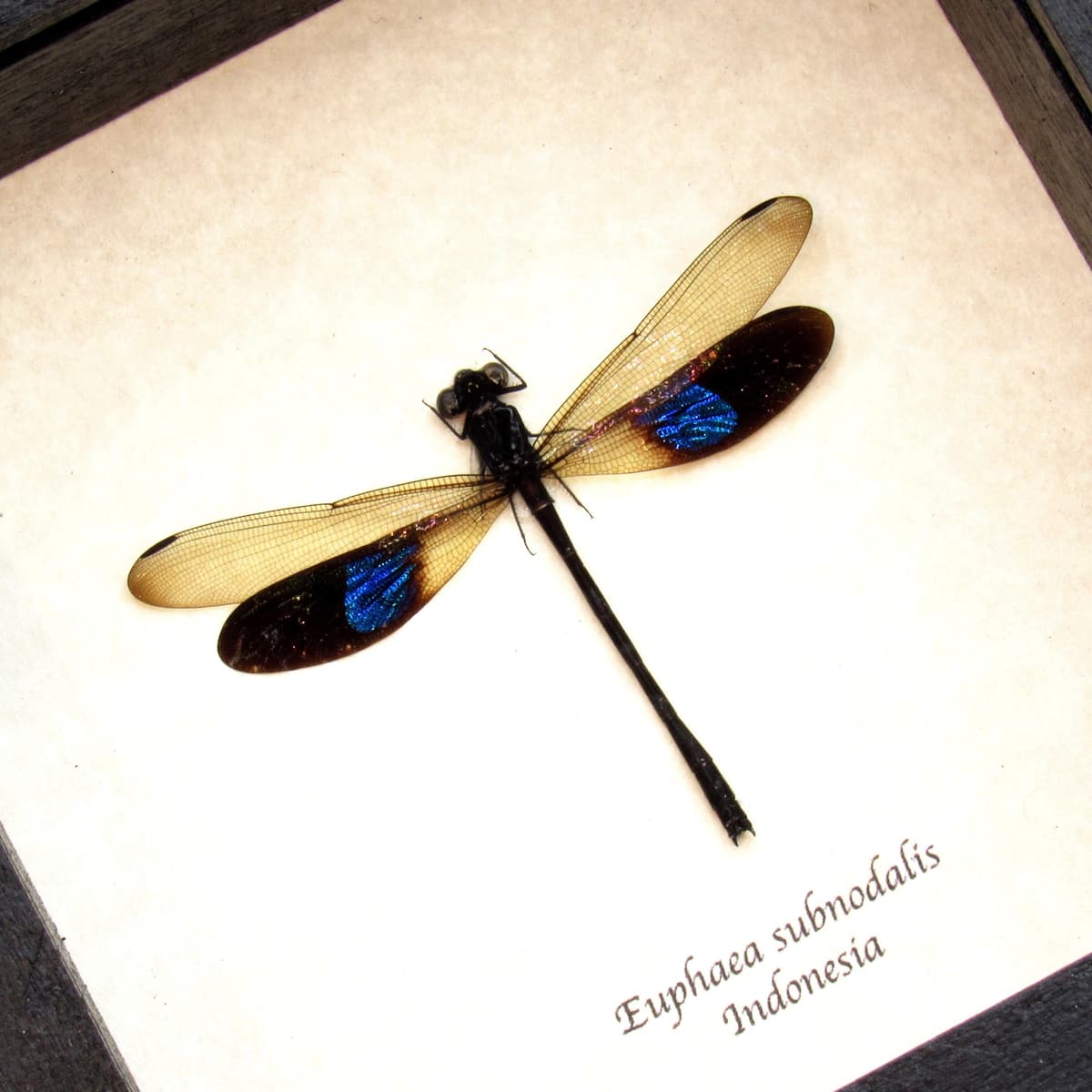 Real Blue Gossamer-winged Dragonfly framed taxidermy - Euphaea subnodalis