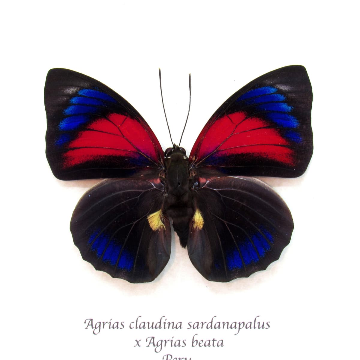 Stunning real hybrid Agrias butterfly framed taxidermy - Agrias claudina sardanapalus x Agrias beata