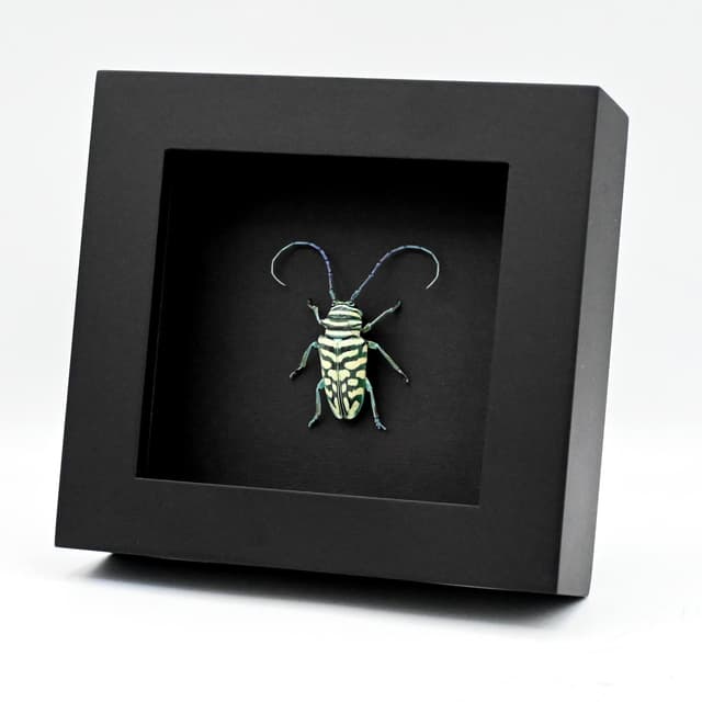 Real framed iridescent blue Longhorn beetle taxidermy - Sternotomis bohemanni