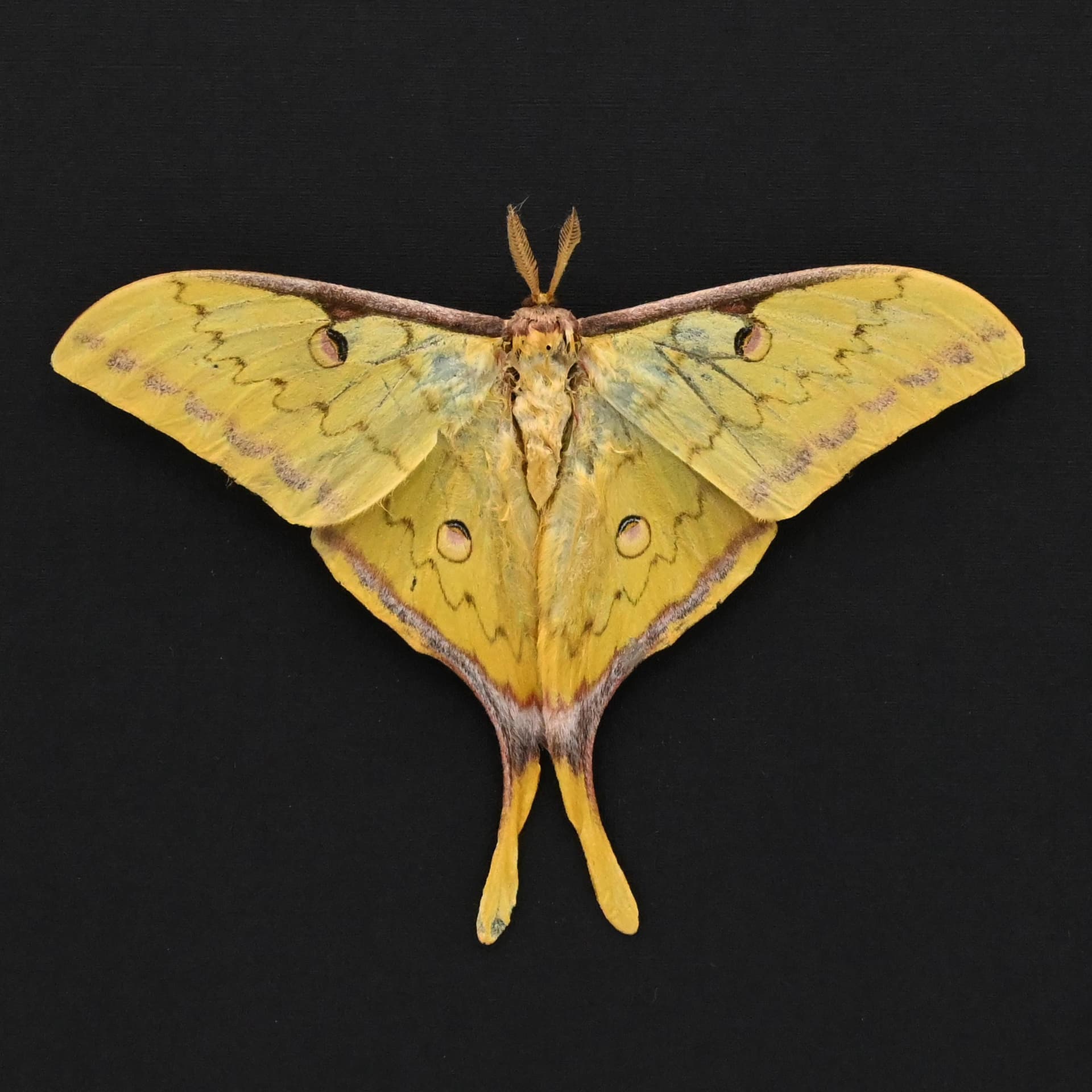 Real Golden Moon moth framed taxidermy - Actias sinensis - Victorian mount