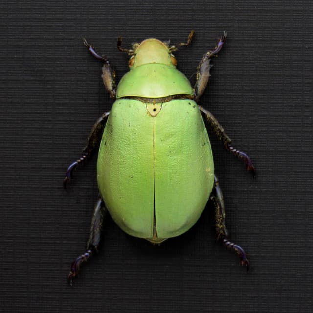 Real Rainbow legged Scarab beetle framed taxidermy - Chrysina adolphi - female