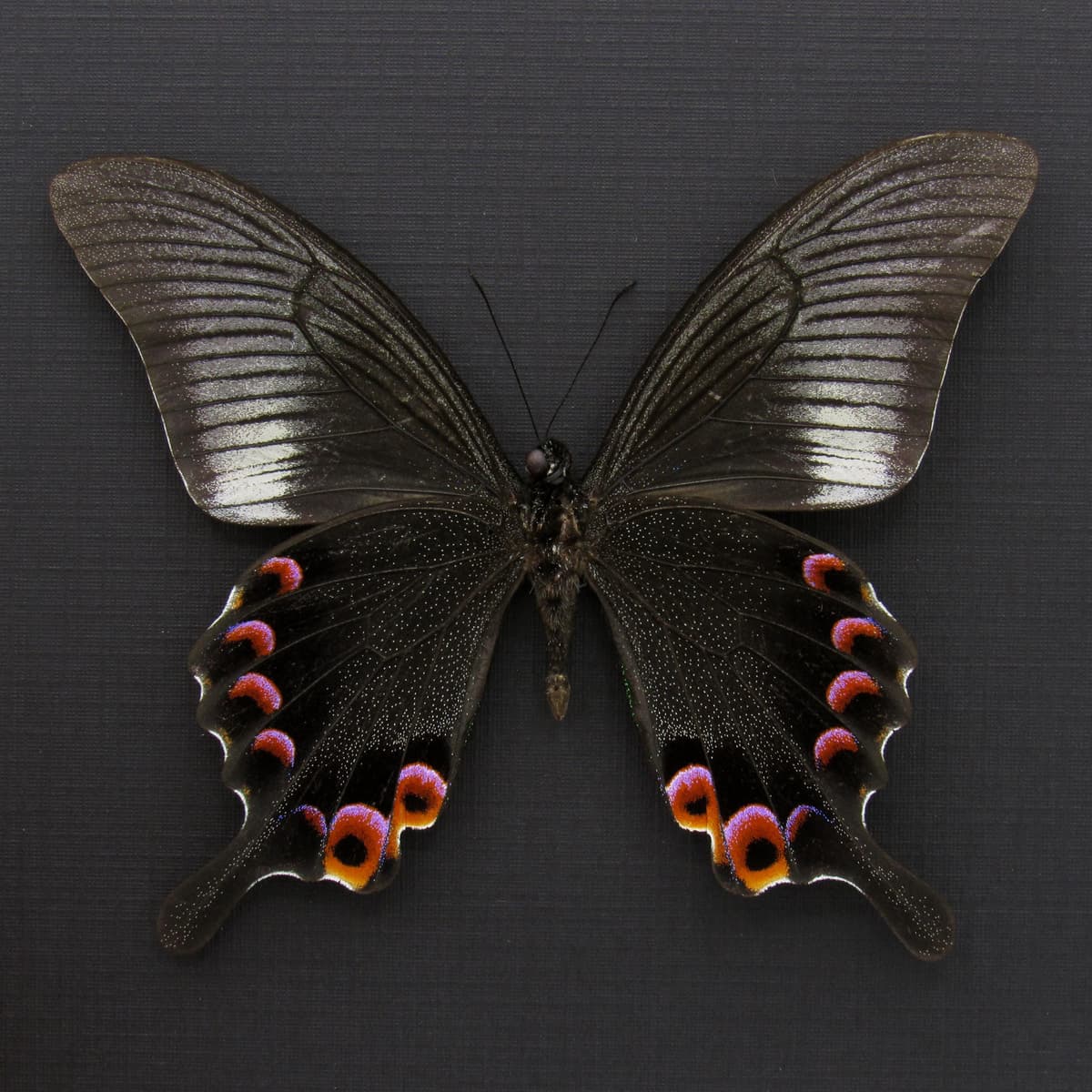 Large Black and Purple Peacock butterfly framed taxidermy - Papilio arcturus