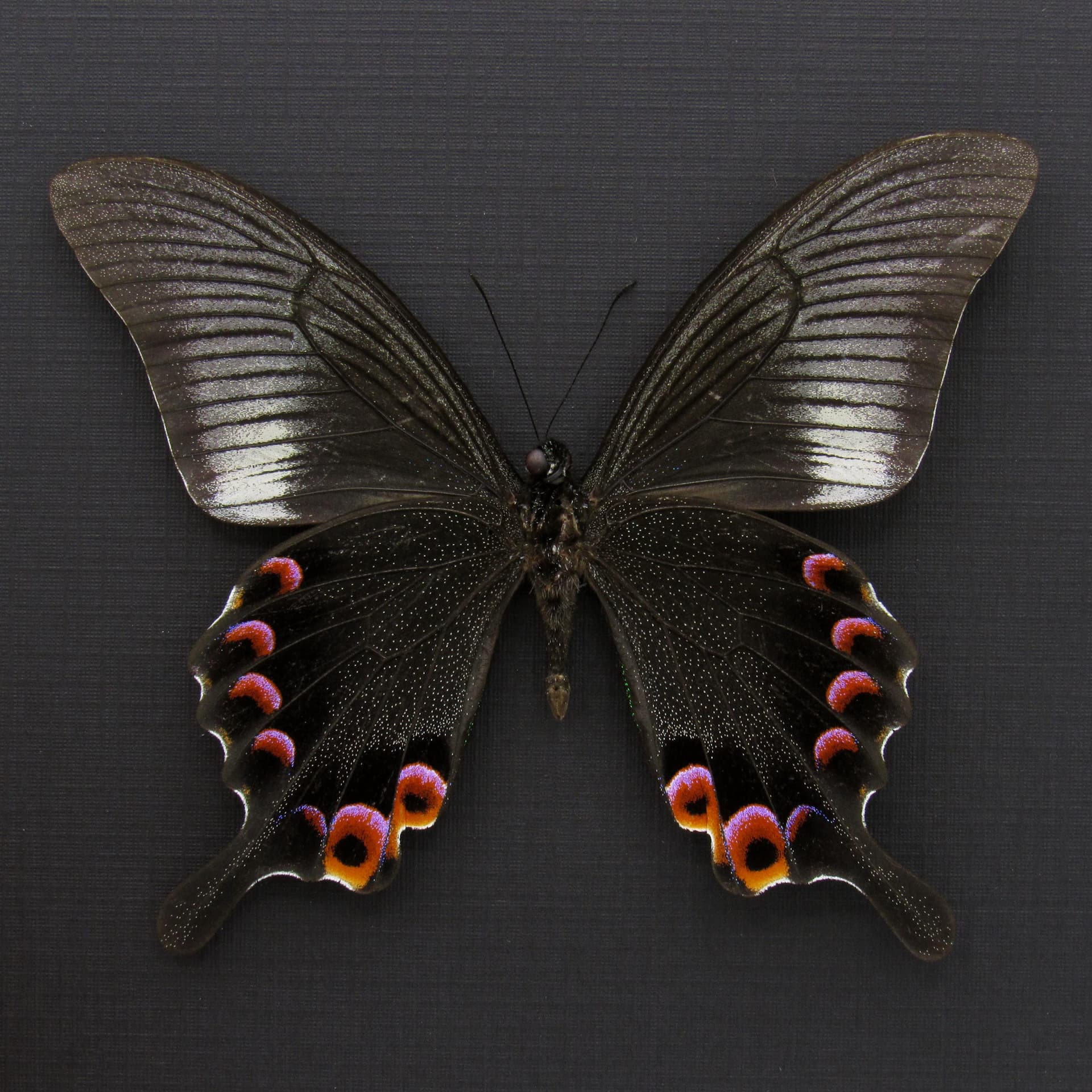 Large Black and Purple Peacock butterfly framed taxidermy - Papilio arcturus