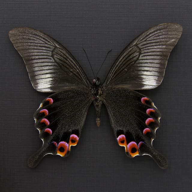 Large Black and Purple Peacock butterfly framed taxidermy - Papilio arcturus