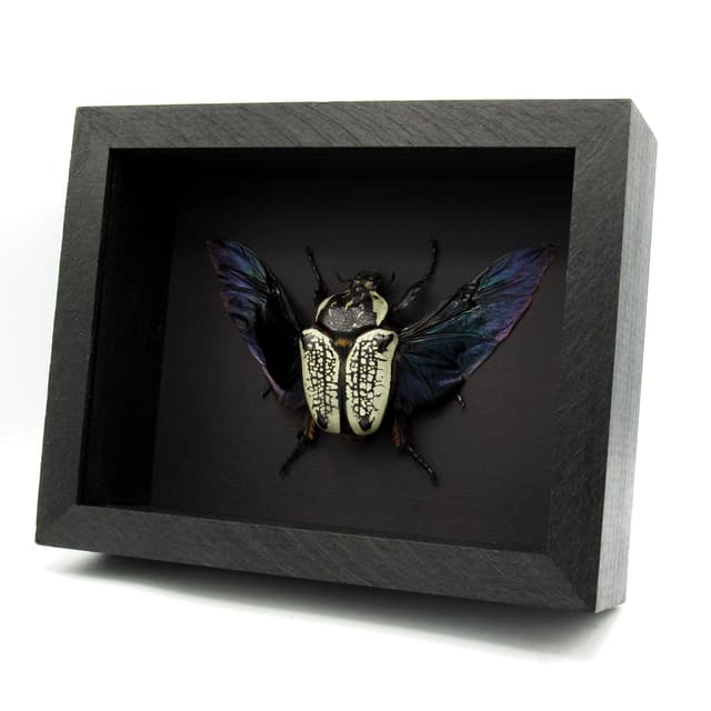 Real Giant Flower Beetle framed taxidermy - Goliathus orientalis - large female