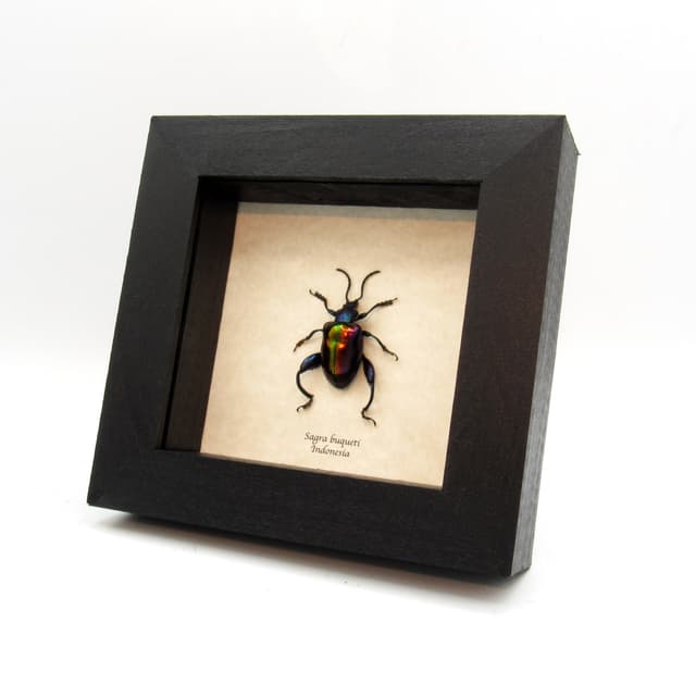 Real Rainbow Frog-Legged Leaf beetle framed taxidermy - Sagra buqueti - female