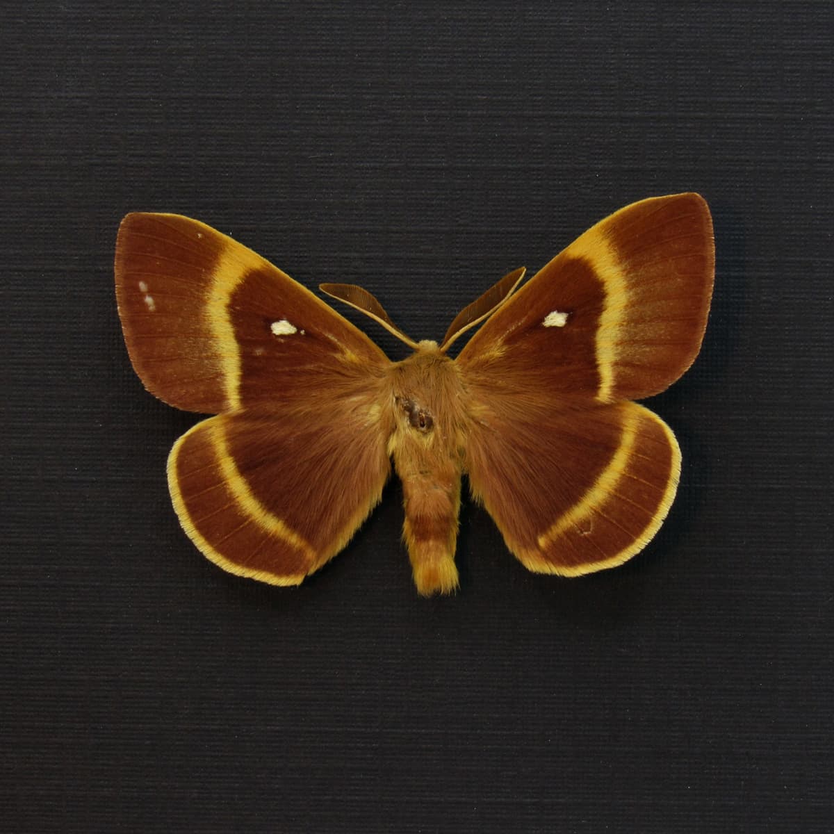 Real Oak Eggar moth framed taxidermy - Lasiocampa quercus