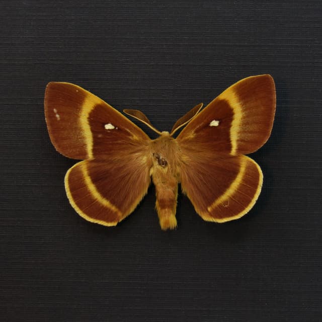 Real Oak Eggar moth framed taxidermy - Lasiocampa quercus