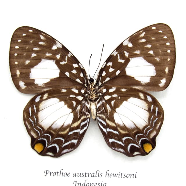 Real framed butterfly taxidermy - Prothoe australis hewitsoni -female