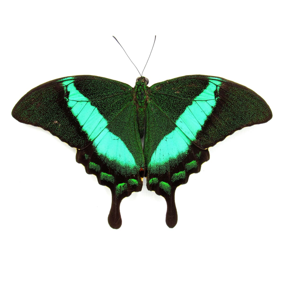 Real Emerald Swallowtail framed taxidermy - Papilio palinurus daedalus - Victorian mount