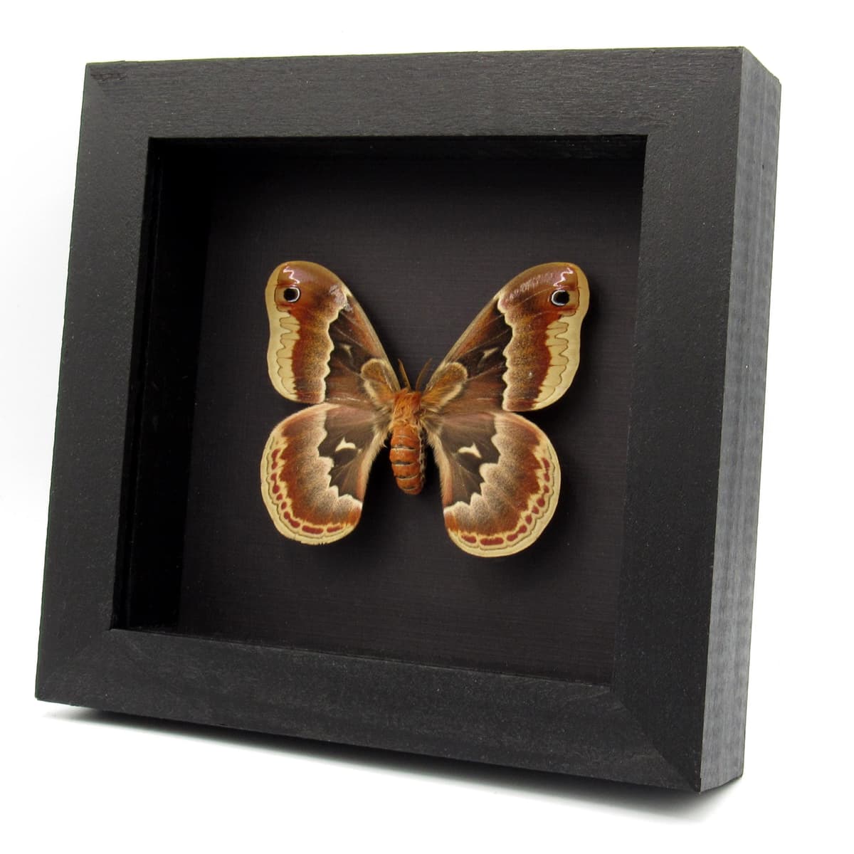 Real female Promethea moth framed taxidermy - Callosamia promethea