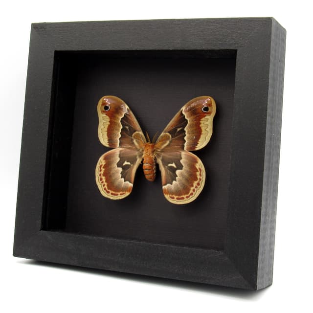 Real female Promethea moth framed taxidermy - Callosamia promethea