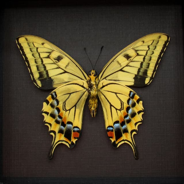 Rare Old World Swallowtail butterfly framed taxidermy - Papilio machaon hippocrates