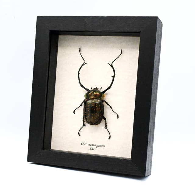 Real Long-armed Scarab beetle framed - Cheirotonus gestroi