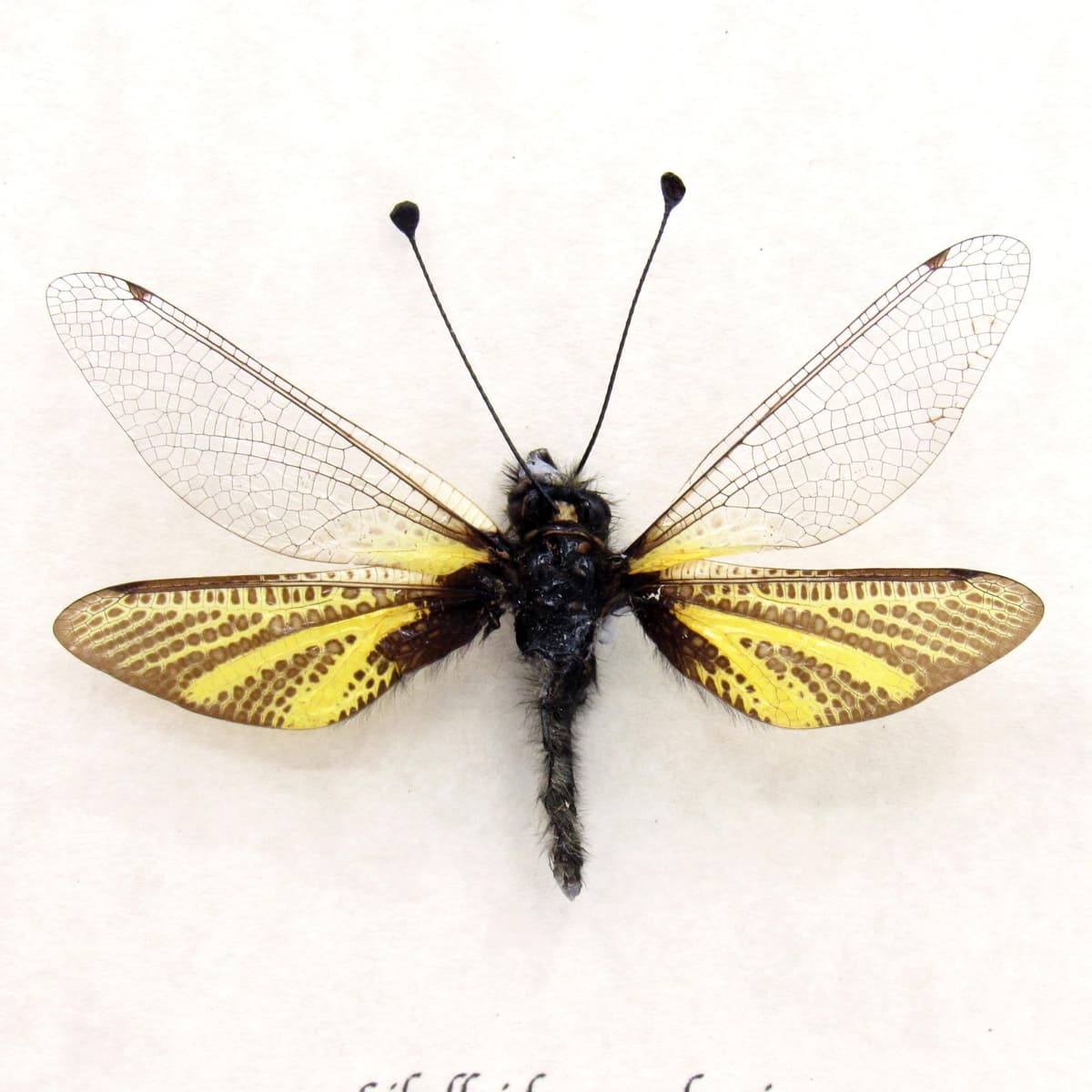 Rare predatory Owlfly framed taxidermy specimen - Libelloides ramburi