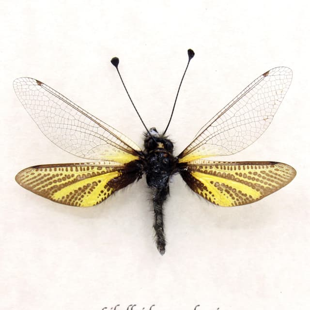Rare predatory Owlfly framed taxidermy specimen - Libelloides ramburi