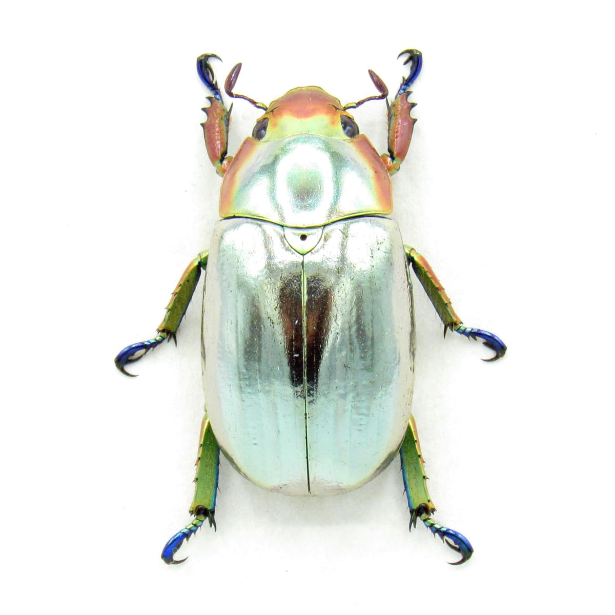 Rare silver Jewel beetle framed taxidermy - Chrysina chrysargyrea