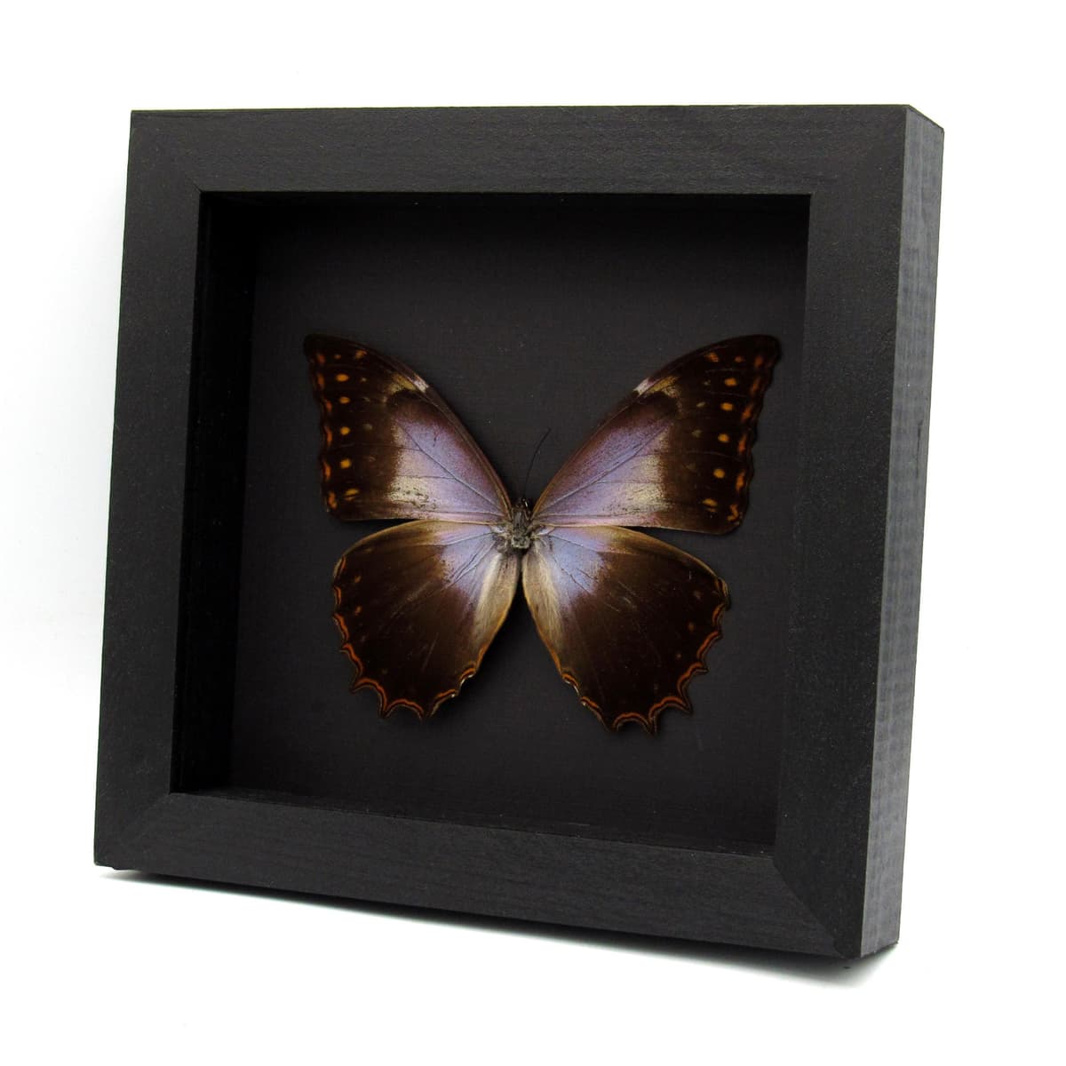 Rare purple Morpho butterfly framed taxidermy - Morpho theseus schweizeri