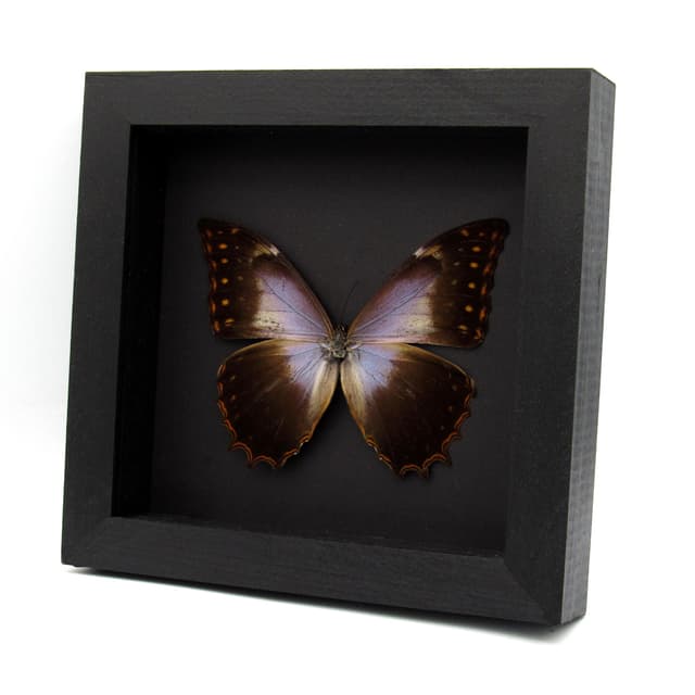 Rare purple Morpho butterfly framed taxidermy - Morpho theseus schweizeri