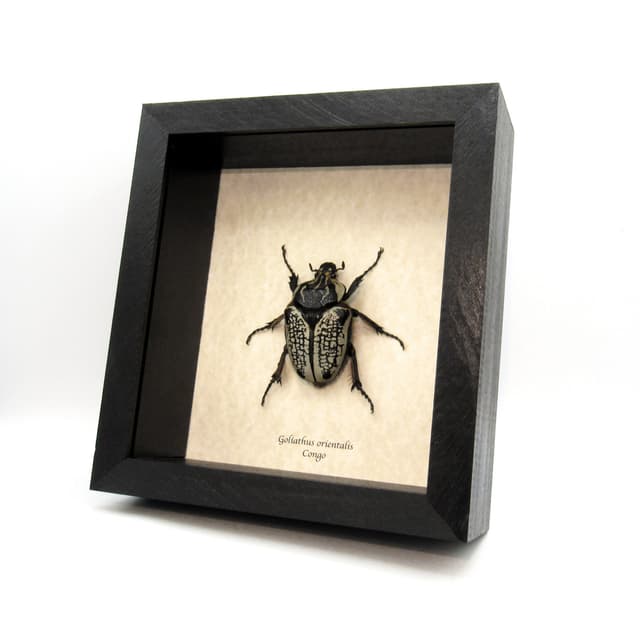 Real Giant Flower Beetle framed taxidermy - Goliathus orientalis - female