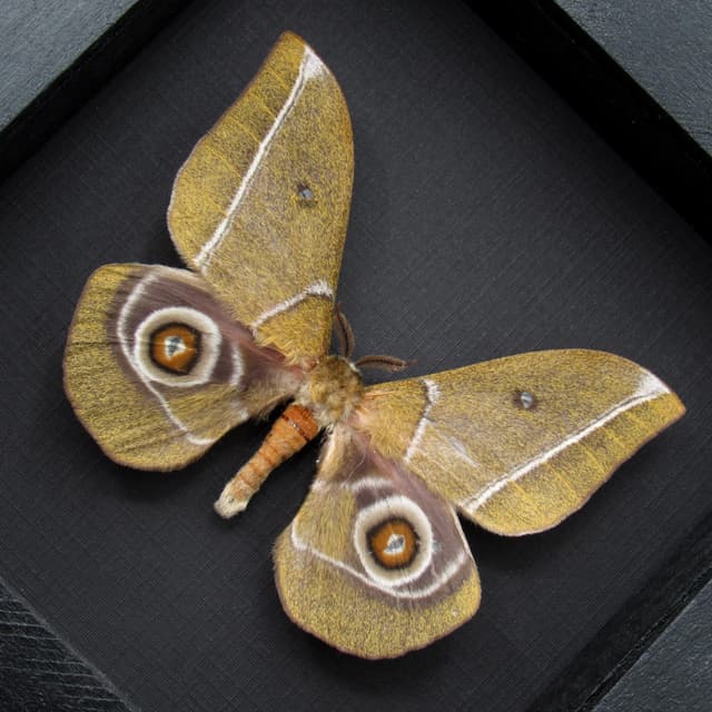 Rare Emperor moth framed specimen - Gonimbrasia alcestris
