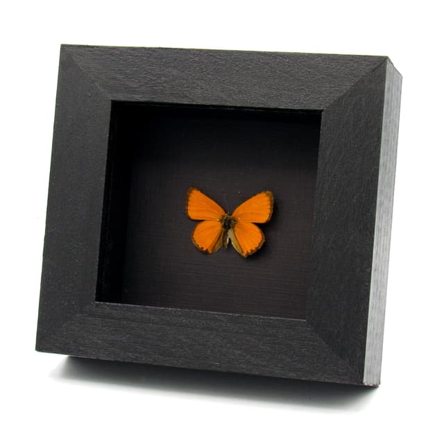 Tiny real iridescent orange butterfly framed taxidermy - Lycaena virgaureae