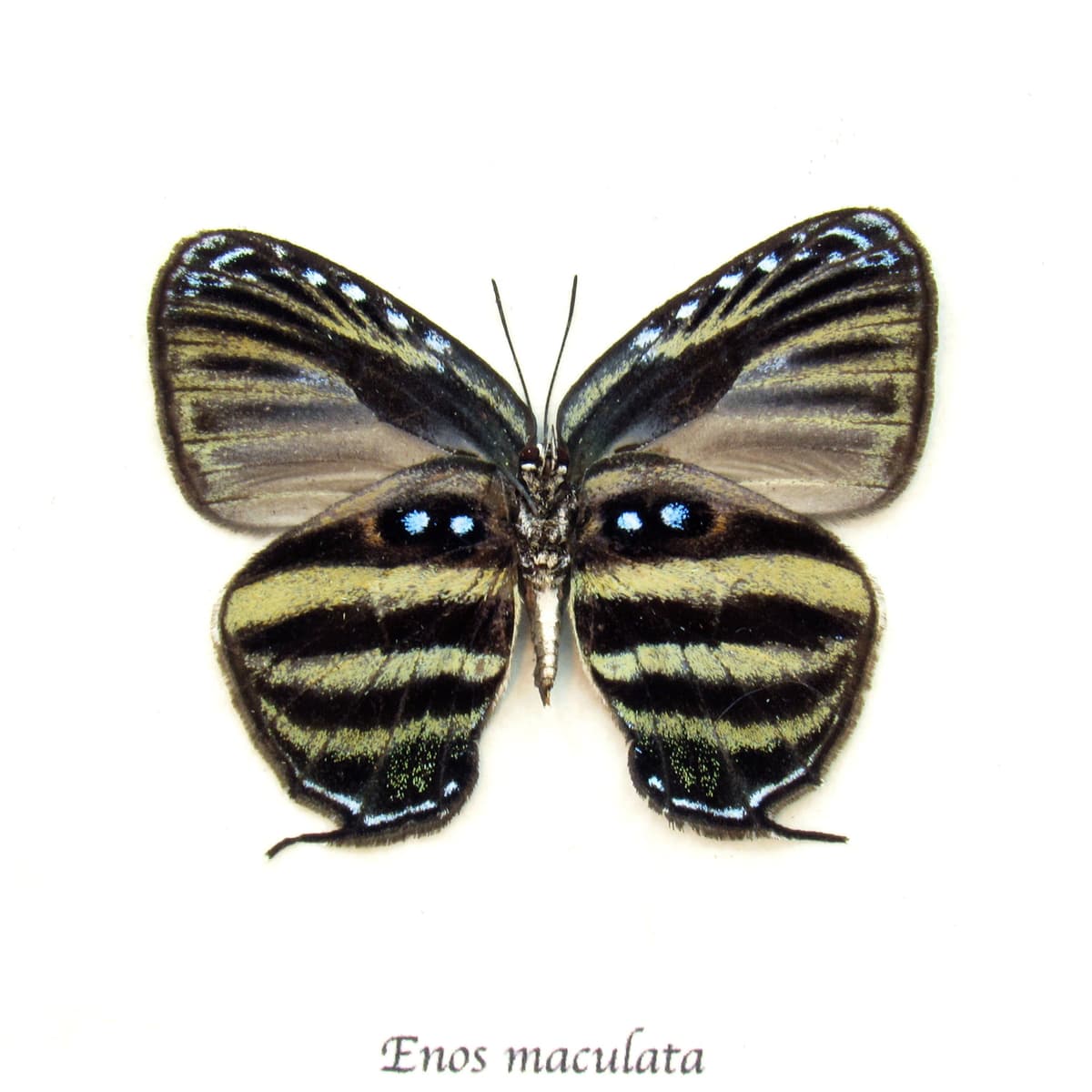 Real Hairstreak butterfly framed taxidermy - Enos maculata